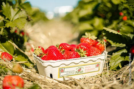 Schale Erdbeeren im Stroh