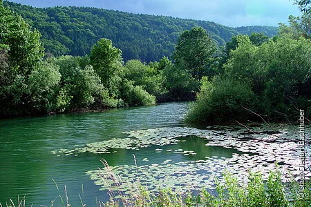 Im Vordergrund mäanderndes Altwasser mit Bewuchs an den Seiten und Wald im Hintergrund
