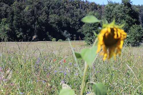 Blumenwiese im Schambachtal