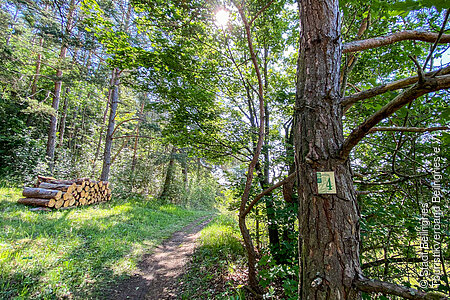 Waldweg über den Altmühlberg