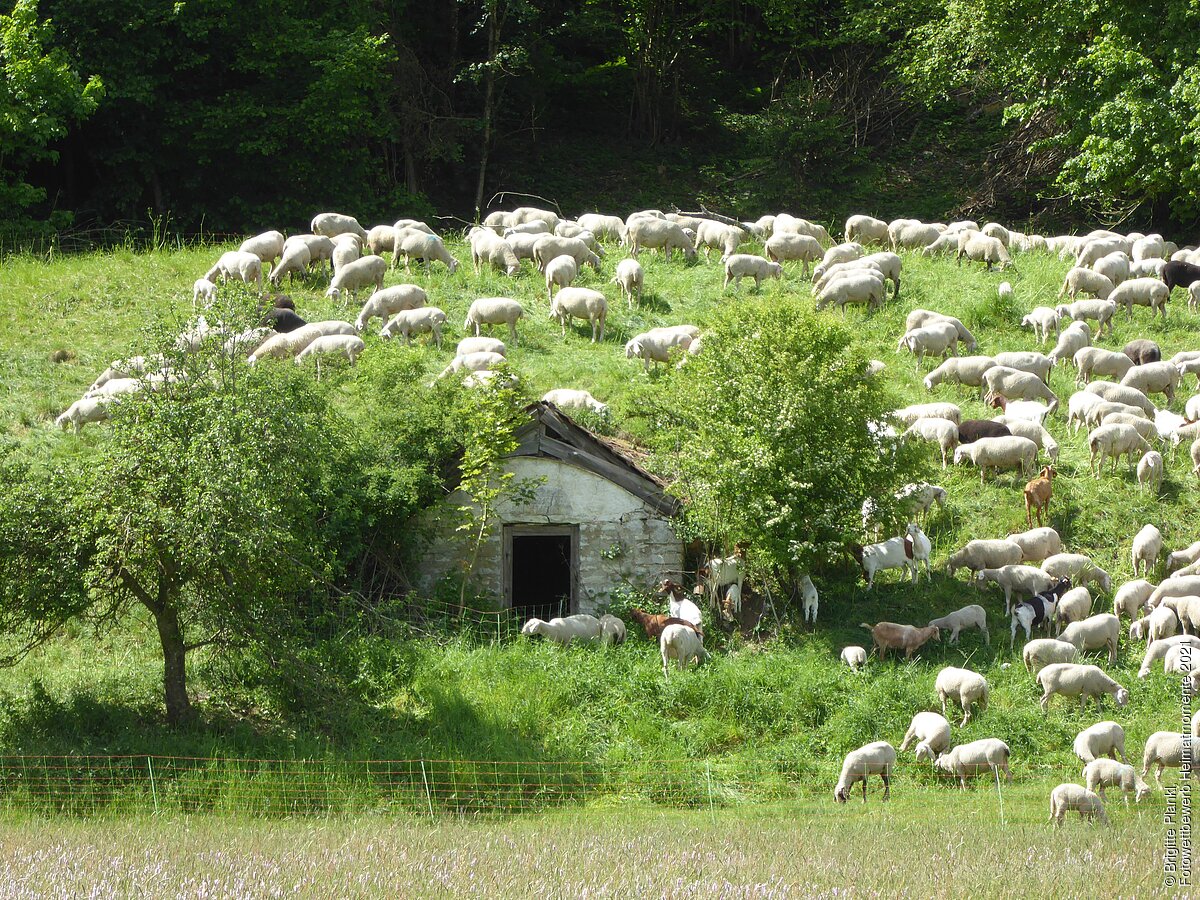 Schafherde im Labertal