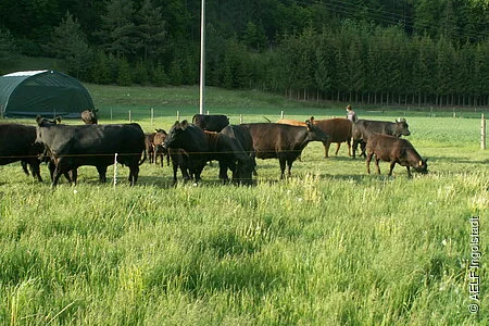 Rinder auf der Weide