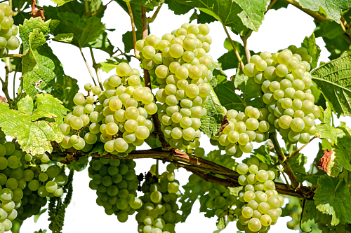 Weintrauben