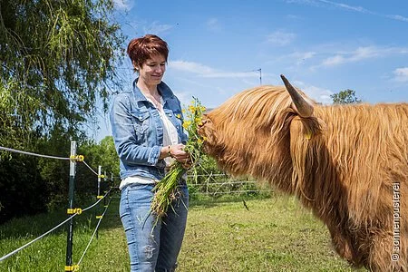 Person beim Füttern eines Rindes