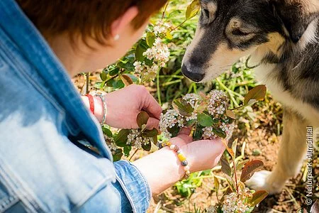 Geerntete Aroniabeeren mit Hund und Person