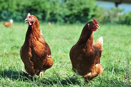 Zwei Hühner auf Wiese