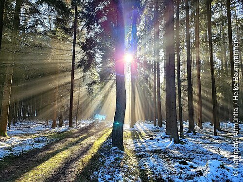 Schambachtal Schlaufe 24 Im Wald auf dem Weg der Schlaufe 24 scheint die strahlende Sonne durch die lichten Bäume auf den Schee bedeckten Waldboden.