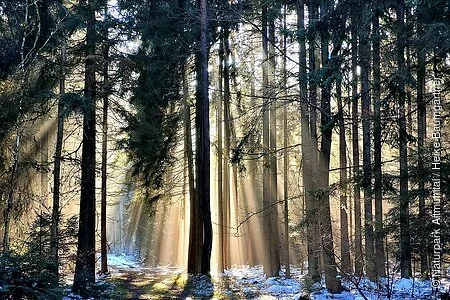 Durch den winterlichen Wald scheint die strahlende Sonne auf den Winterwanderweg der Schlaufe 24