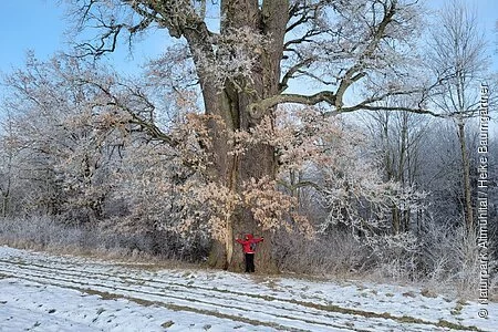 Winterspaziergang auf der Schaufe 24 in Schambachtal / Altmannstein. Eine Person steht vor der 1000 Jahre alten Eiche die mit Schee bedeckt ist