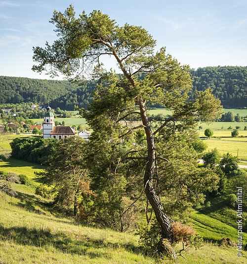 Gungoldinger Wacholderheide