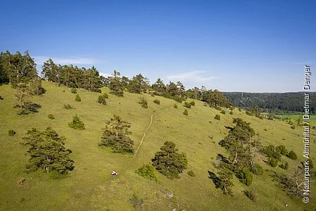 Die Gungoldinger Wacholderheide entstand im Mittelalter durch Rodung des Waldes und Viehbeweidung. Auf der Fläche konnten sich dann die Pflanzenarten des Trockenrasens ausbreiten, die ihr das typische Aussehen gegeben haben.