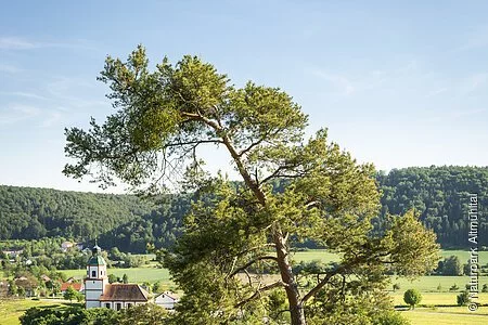 Gungoldinger Wacholderheide