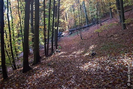 Weg durch einen Mischwald