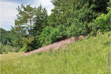 Diptam blüht am Waldrand