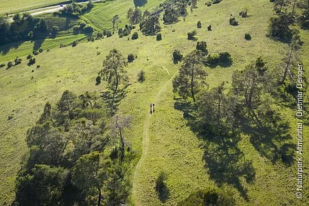 Wanderer auf der Gungoldinger Wacholderheide von oben. Die Wacholderheide mit ihren typischen Büschen leuchtet in hellem grün.