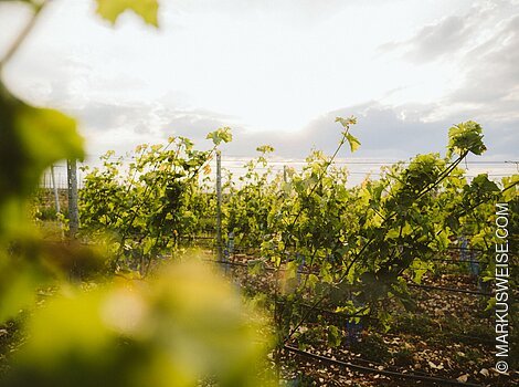 Weinberge Bleimer Schloss