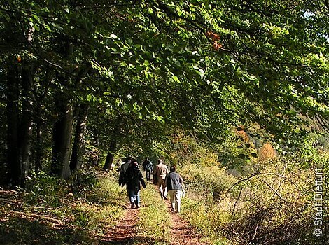 Wald Dietfurt