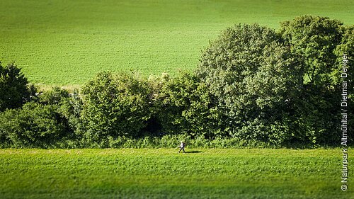 Ein Wanderer ganz klein in der Mitte des Bildes läuft an einer Hecke entlang - an dem schnurgerade verlaufenden Limeswanderweg.