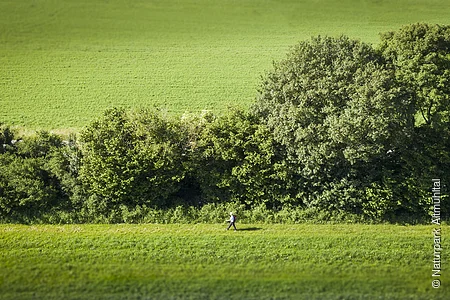 Ein Wanderer ganz klein in der Mitte des Bildes läuft an einer Hecke entlang - an dem schnurgerade verlaufenden Limeswanderweg.