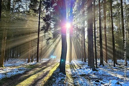 Im Wald auf dem Weg der Schlaufe 24 scheint die strahlende Sonne durch die lichten Bäume auf den Schee bedeckten Waldboden.