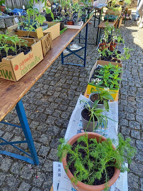 Blick auf bereitgestelle Pflanzen in Töpfen
