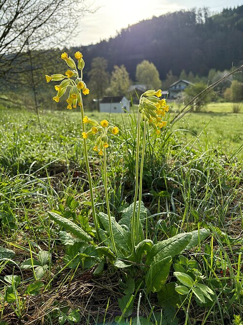 Im Vordergrund sehen wir eine gelbblühende Schlüsselblume auf einer Wiese und im Hintergrund die Feldkapelle St. Maria.