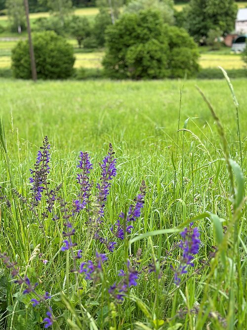 Blühende Salbeipflanze auf einer grünen Wiese. Im Hintergrund das bewachsene Ufer der Weißen Laber.