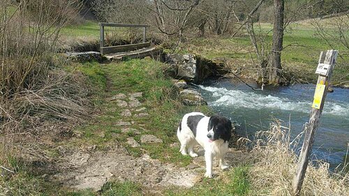 Ein schwarz-weißer Hund steht am Flusslauf der Weißen Laber; im Hintergrund sieht man einen ehemaligen Schwall als Übergang über die Laber.