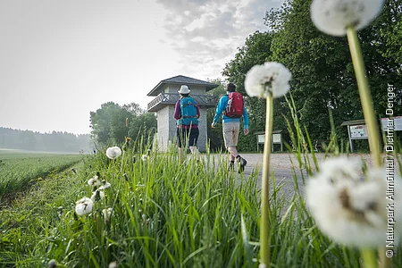 Zwei Wanderer, eine Frau und ein Mann, laufen auf den Limesturm zu. Beide haben einen Rucksack dabei. Im Vordergrund sind einige Pusteblumen im Gras zu sehen. Der Himmel ist bewölkt.