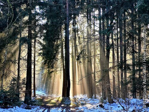 Durch den winterlichen Wald scheint die strahlende Sonne auf den Winterwanderweg der Schlaufe 24