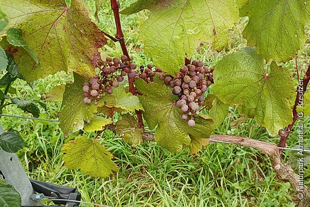 Rote Trauben, die an einem Weinstock, der mit einem Drahtseil gestützt ist, hängen. Ringsherum sind das grüne Gras des Bodens und die Blätter des Weinstockes sichtbar.