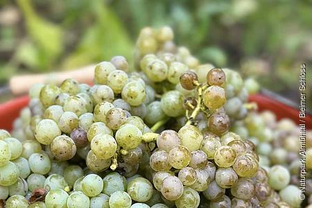 Eine braune Steinschale ist gefüllt mit vielen grünen, frisch geernteten Weintrauben.