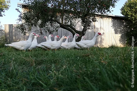 Im Vordergrund eine grüne Wiese. Ein kleines Stück weiter hinten ist vor einem Apfelbaum mit roten Äpfeln eine Gruppe von 11 weißen Gänsen mit rotem Augen-Schnabel-Bereich. Im Hintergrund ist ein Holzschuppen mit zu sehen mit blauem Himmel.