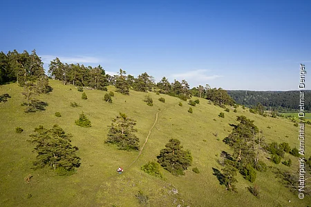 Die Gungoldinger Wacholderheide entstand im Mittelalter durch Rodung des Waldes und Viehbeweidung. Auf der Fläche konnten sich dann die Pflanzenarten des Trockenrasens ausbreiten, die ihr das typische Aussehen gegeben haben.
