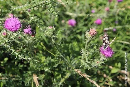 Ein Schmetterling sitzt auf einer lila Distelblüte inmitten von grünem Laub.
