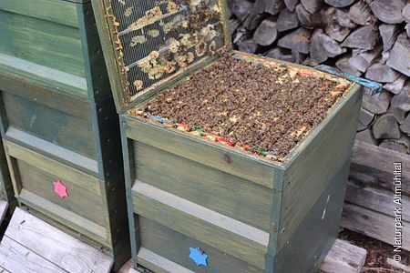 Geöffneter Bienenstock mit Bienen auf den Waben, daneben ein geschlossener Bienenstock. Im Hintergrund gestapeltes Holz.
