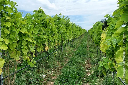 Reihen von Weinreben mit grünen Blättern und Trauben auf einem Weinberg.