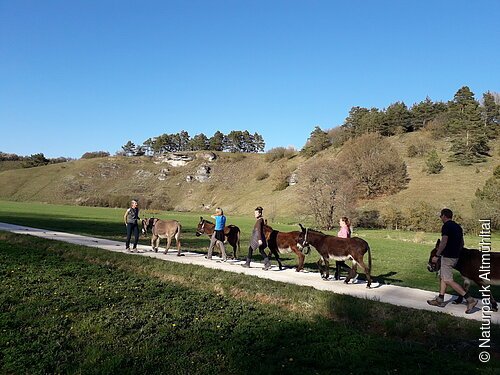 Mit dem Esel an der Hand durch das Tal der weißen Laaber wandern. Eine Gruppe ist soeben unterwegs bei strahlend blauem Himmel.