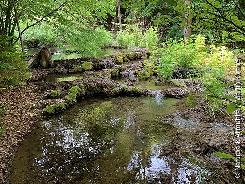 Sinterterrassen im Kaisinger Tal Flacher Waldfluss mit moosbedeckten Steinen und grünem Pflanzenbewuchs im Sommerlicht.