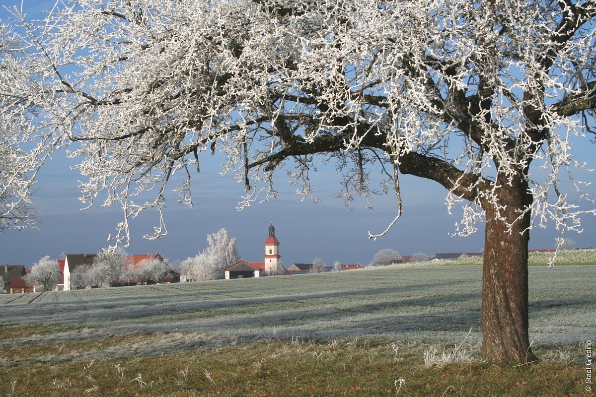 Baum mit frostbedeckten Ästen auf einer Wiese, Dorf und Kirche im Hintergrund unter blauem Himmel.