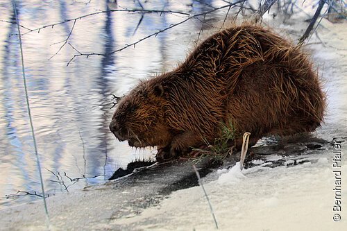 Biber an der Morsbach