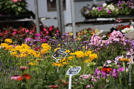 Rosenfest in Berching