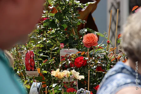 Rosenfest in Berching