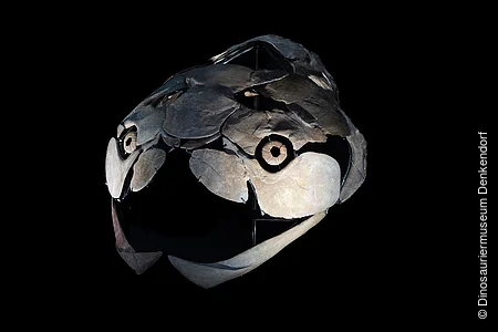 Fossiler Schädel eines Panzerfisches mit großen Kieferplatten vor schwarzem Hintergrund.