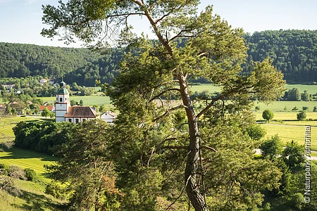 Gungoldinger Wacholderheide