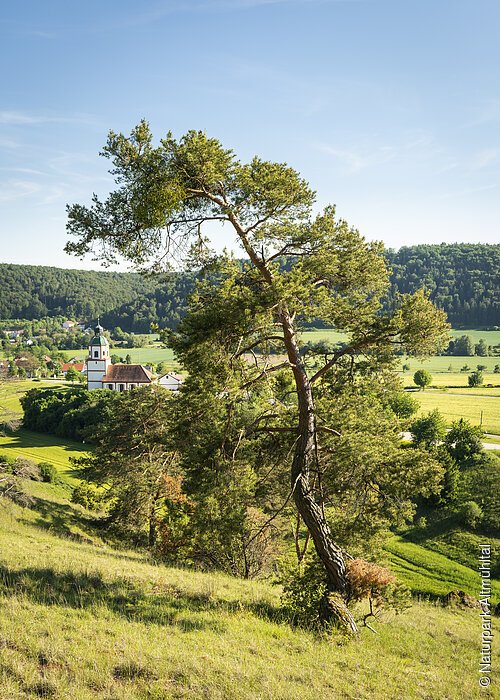 Gungoldinger Wacholderheide