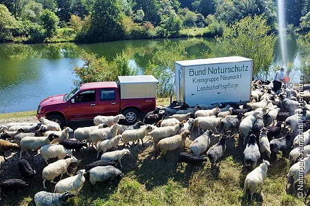 Schafherde neben rotem Pickup und Anhänger mit Aufschrift „Bund Naturschutz Kreisgruppe Neumarkt Landschaftspflege“ am Seeufer