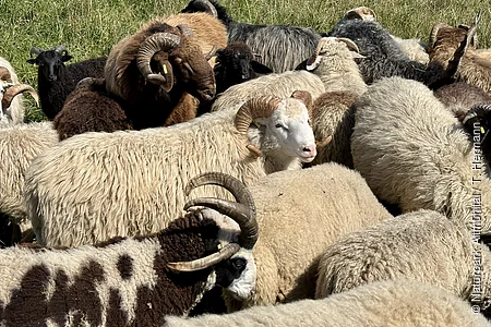 Viele Schafe verschiedener Farben und mit Hörnern stehen dicht beieinander auf einer Wiese.