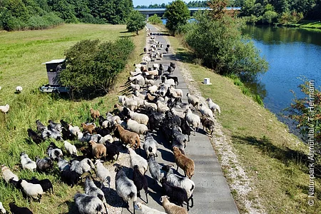 Schafe in verschiedenen Farben laufen auf einem Weg neben einem Fluss und einer grünen Wiese.