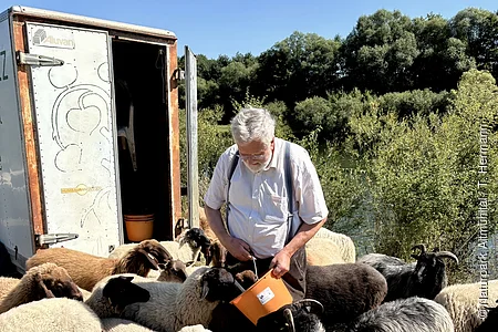 Mann füttert Schafe mit Eimer vor offenem Anhänger bei sonnigem Wetter und Bäumen im Hintergrund.